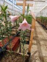 [4594 VZ Ruellum No01.JPG]